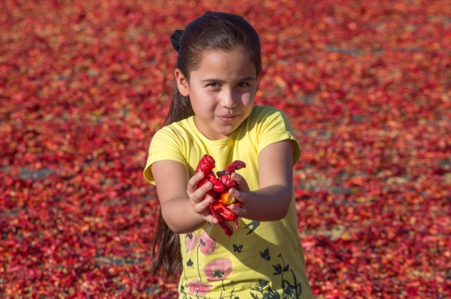 Şanlıurfa'da isot daha kaliteli ve hijyenik ortamlarda üretilecek